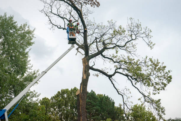 Best Emergency Storm Tree Removal  in King George, VA